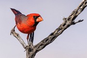 Northern Cardinal  Northern Cardinal : Northern Cardinal