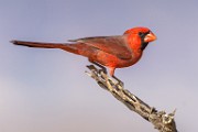 Northern Cardinal  Northern Cardinal : Northern Cardinal