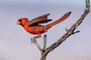 Northern Cardinal  Northern Cardinal : Northern Cardinal