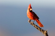 Northern Cardinal  Northern Cardinal : Northern Cardinal