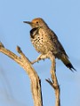 Gilded Flicker  Gilded Flicker : Gilded Flicker