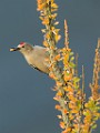 Gila Woodpecker  Gila Woodpecker : Gila Woodpecker