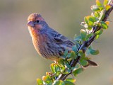 House Finch  House Finch : House Finch