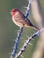 House Finch  House Finch : House Finch