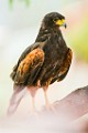 Harris's Hawk  Harris's Hawk : Harris's Hawk