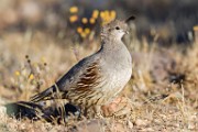 Gambel's Quail  Gambel's Quail : Gambel's Quail