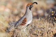 Gambel's Quail  Gambel's Quail : Gambel's Quail