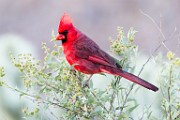 Northern Cardinal  Northern Cardinal : Northern Cardinal