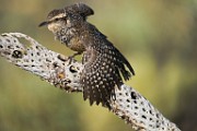 Cactus Wren  Cactus Wren : Cactus Wren