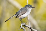 Black-tailed Gnatcatcher  Black-tailed Gnatcatcher : Black-tailed Gnatcatcher