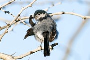 Black-tailed Gnatcatcher  Black-tailed Gnatcatcher : Black-tailed Gnatcatcher