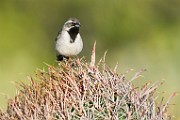 Black-throated Sparrow  Black-throated Sparrow : Black-throated Sparrow