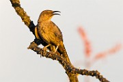 Curve-billed Thrasher  Curve-billed Thrasher : Curve-billed Thrasher