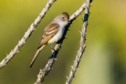 Birds of SW 41  Brown-crested Flycatcher : Brown-crested Flycatcher