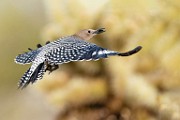 Southwest desert birds  Gila Woodpecker : Gila Woodpecker