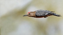 Southwest desert birds  Gila Woodpecker : Gila Woodpecker