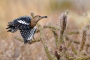 Southwest desert birds  Gila Woodpecker : Gila Woodpecker