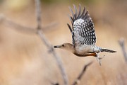 Southwest desert birds  Gila Woodpecker : Gila Woodpecker