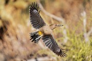 Southwest desert birds  Gila Woodpecker : Gila Woodpecker