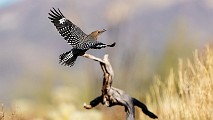 Southwest desert birds  Gila Woodpecker : Gila Woodpecker