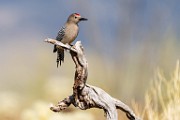 Southwest desert birds  Gila Woodpecker : Gila Woodpecker
