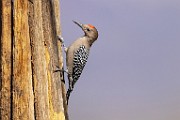 Southwest desert birds  Gila Woodpecker : Gila Woodpecker