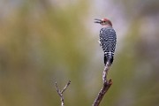 Southwest desert birds  Gila Woodpecker : Gila Woodpecker