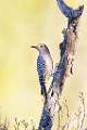 Southwest desert birds  Gila Woodpecker : Gila Woodpecker