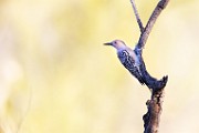 Southwest desert birds  Gila Woodpecker : Gila Woodpecker