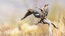 Southwest desert birds  Gila Woodpecker : Gila Woodpecker