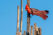 Southwest desert birds  Northern Cardinal - Male : Northern Cardinal - Male