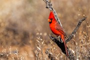 Southwest desert birds  Northern Cardinal - Male : Northern Cardinal - Male