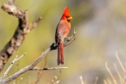 Southwest desert birds  Northern Cardinal - Male : Northern Cardinal - Male