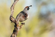 Southwest desert birds  Gambel's Quail : Gambel's Quail