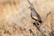 Southwest desert birds  Gambel's Quail : Gambel's Quail