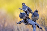 Southwest desert birds  Gambel's Quail : Gambel's Quail