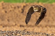 Burrowing Owls  Burrowing Owls : Burrowing Owls