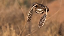 Burrowing Owls