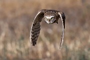 Burrowing Owls