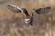 Burrowing Owls