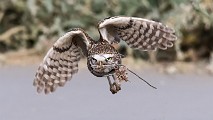 Burrowing Owls