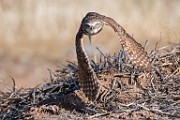 Burrowing Owls