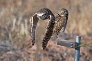 Burrowing Owls