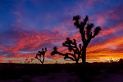 Joshua Tree National Park  Joshua Tree Sunset