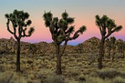 Joshua Tree National Park  Joshua Tree Sunset