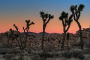 Joshua Tree National Park  Joshua Tree Sunset