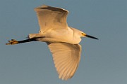 Snowy Egret - Sea of Cortez  Snowy Egret