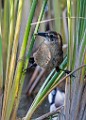 Canon 5DSR Test Shots - Great-tailed Grackle