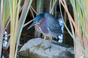 Canon 5DSR Test Shots - Green Heron  Green Heron