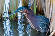 Canon 5DSR Test Shots - Green Heron